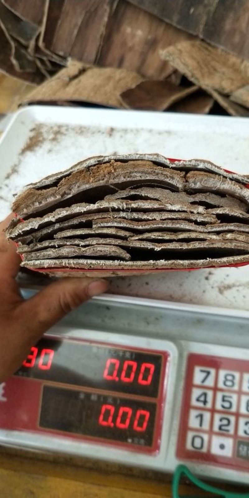 专业杜仲
