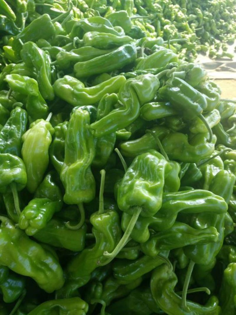 芜湖砀椒大量上市
