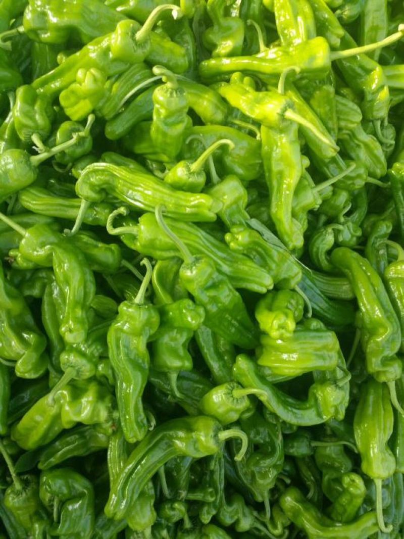 芜湖砀椒大量上市