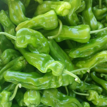 芜湖砀椒大量上市