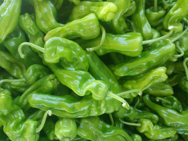 芜湖砀椒大量上市