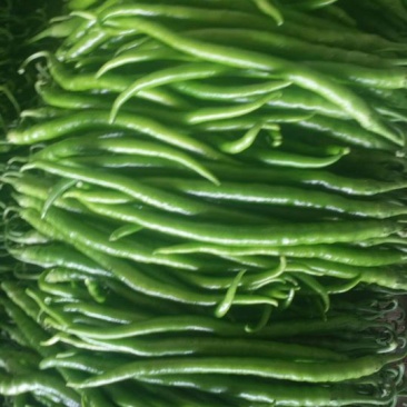线椒各种辣椒大量上市
