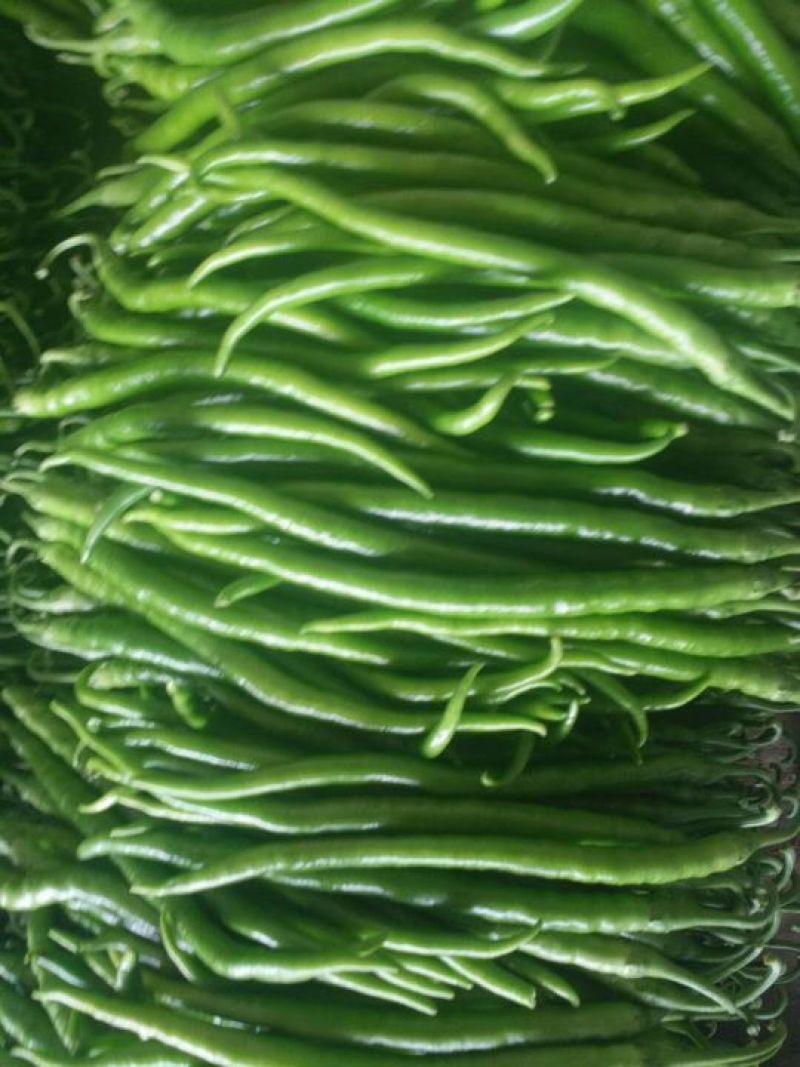 线椒各种辣椒大量上市