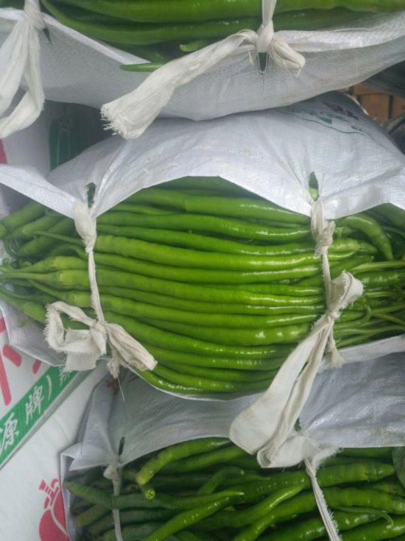 线椒各种辣椒大量上市