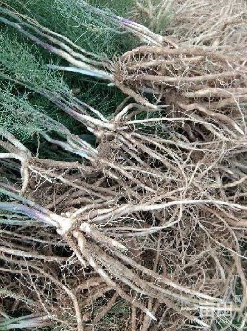 芦笋苗，一年苗好活成本低，大面积种植推荐。