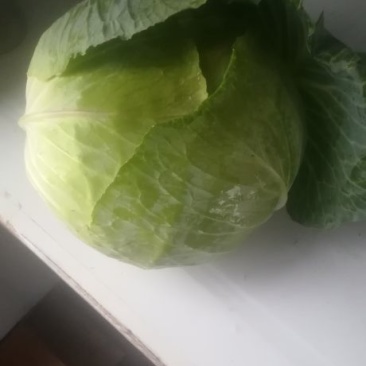 .包菜上市了