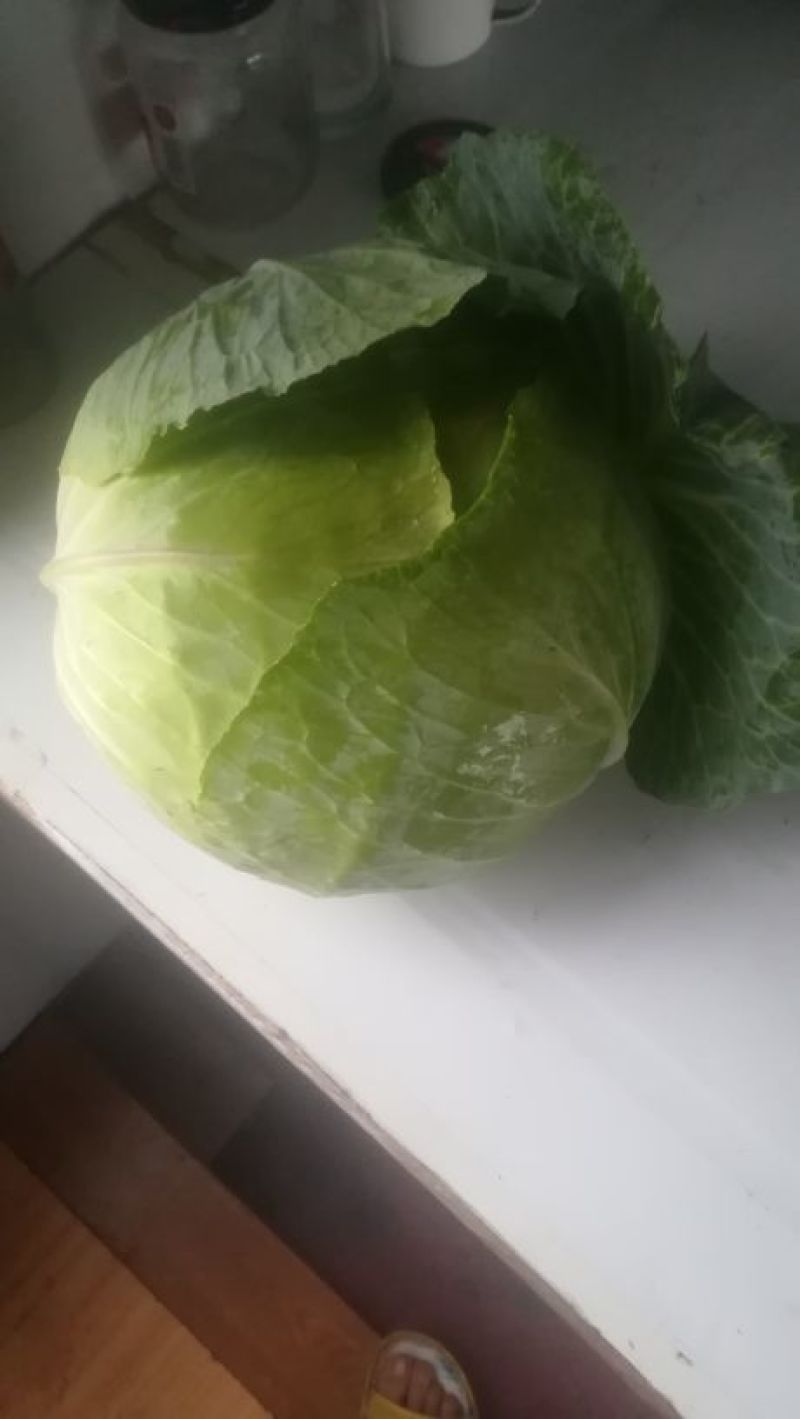 .包菜上市了