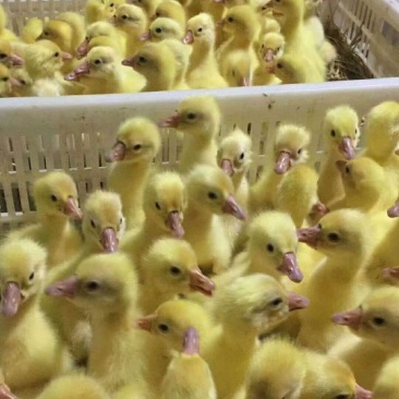 三花鹅苗