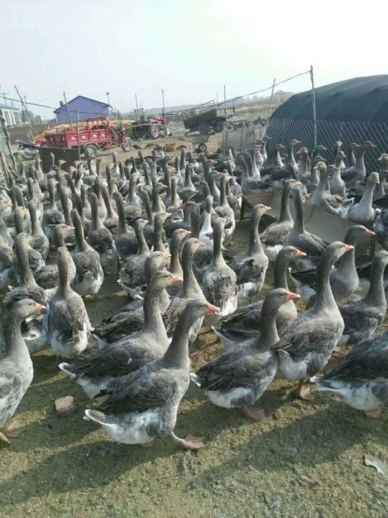 狮头鹅苗