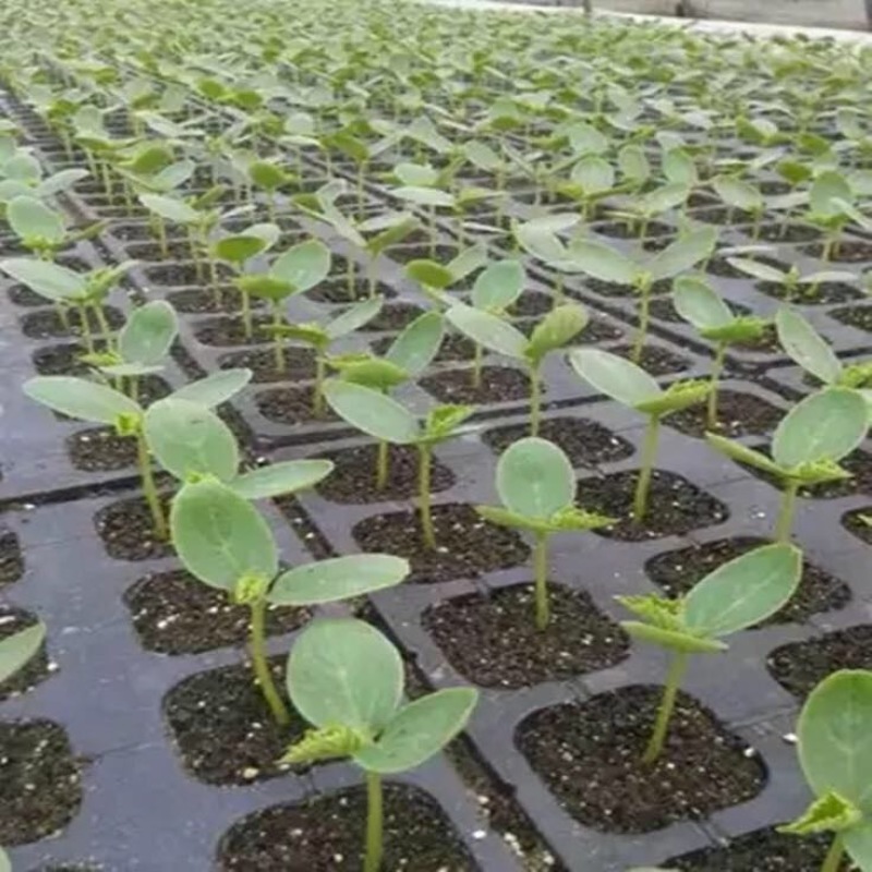 营养土多肉植物花卉等营养用土