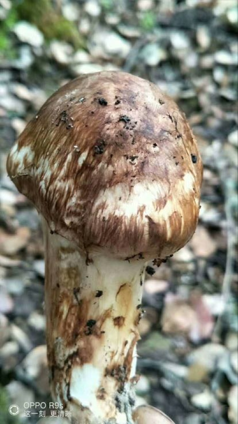 松茸5厘米以上二级