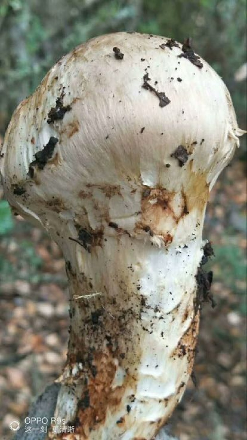 松茸5厘米以上二级