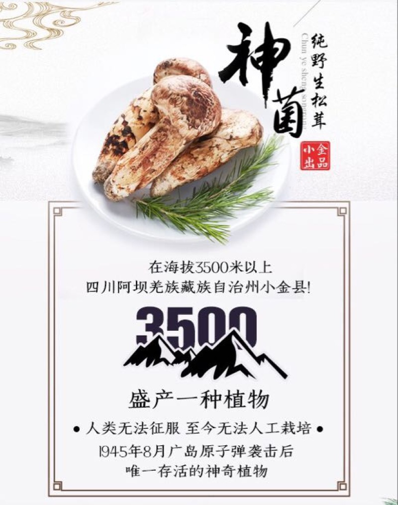 松茸5厘米以上二级
