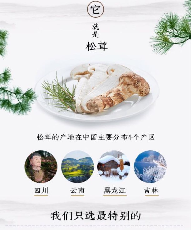 松茸5厘米以上二级
