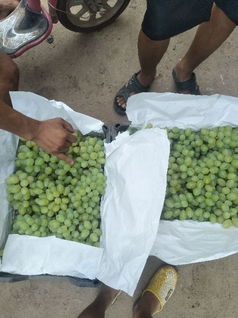维多利亚葡萄大量上市河北产地发货质量上乘量大优惠全国发货
