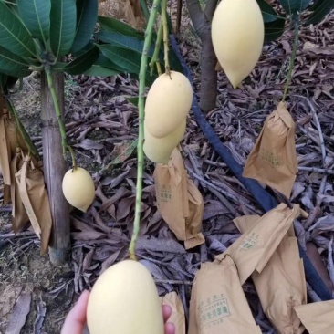 鹰嘴芒果6两以上