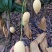 鹰嘴芒果6两以上