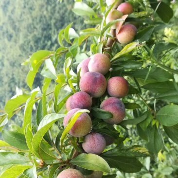 珍珠李