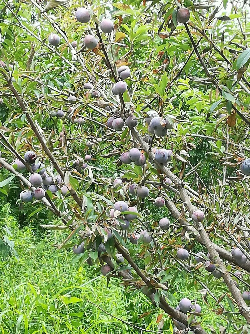 珍珠李