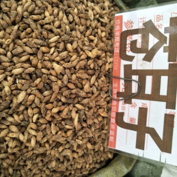 仓耳子一斤起售，量大优惠