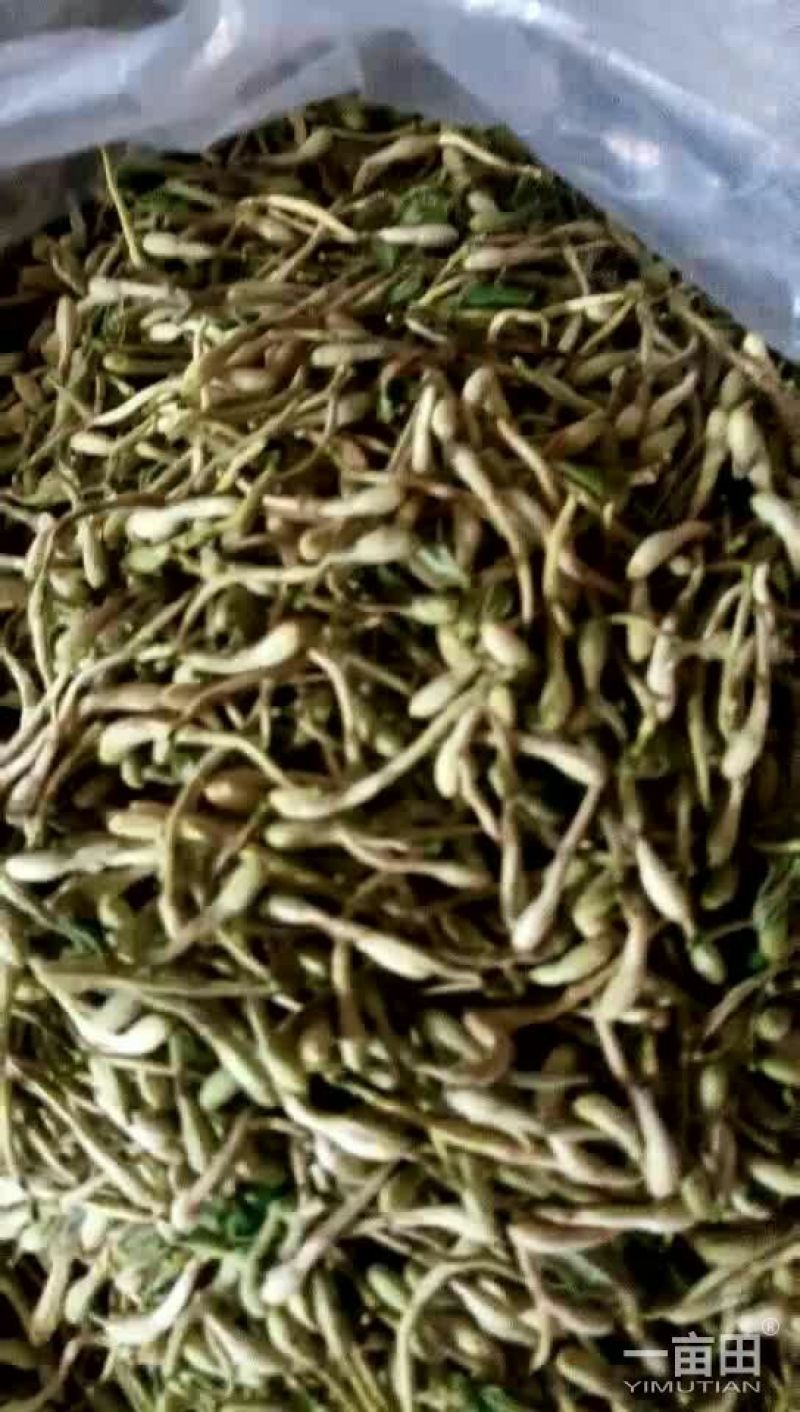 青黄色自然风干金银花