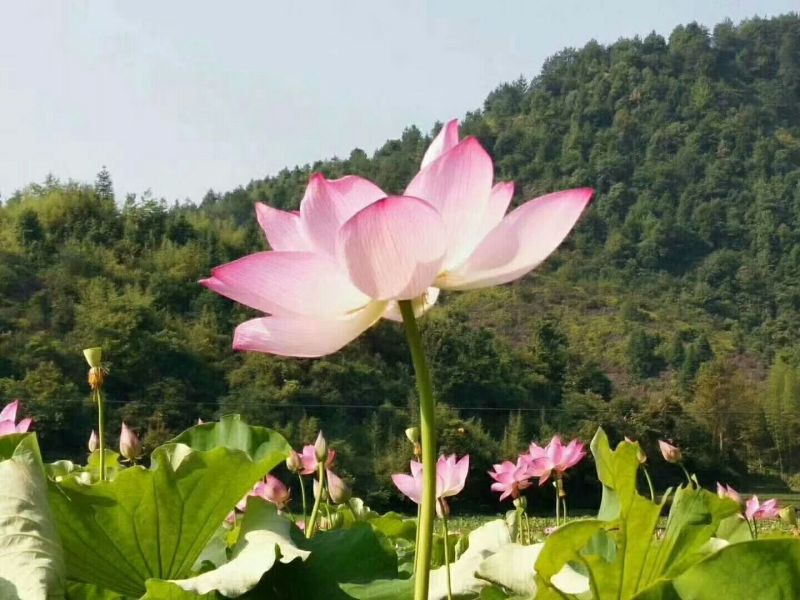 纯手工贡莲包邮江西特产