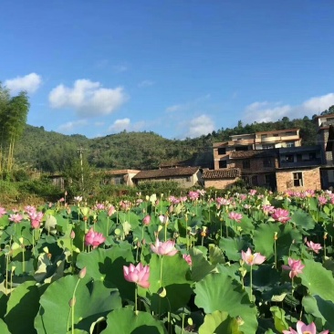 纯手工贡莲包邮江西特产