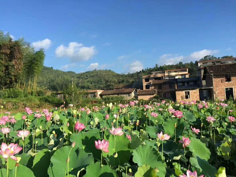 纯手工贡莲包邮江西特产