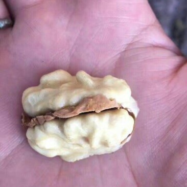 青皮核桃