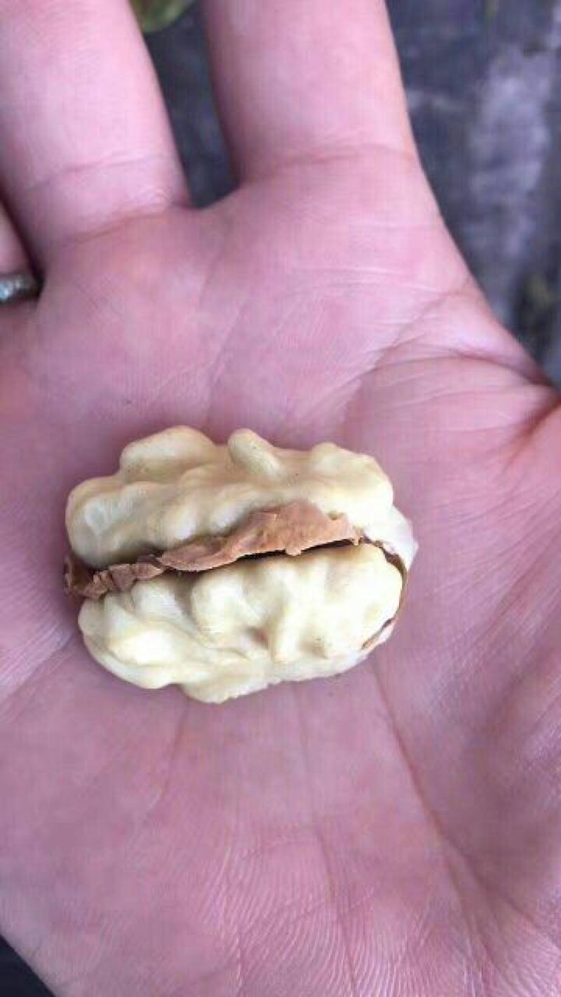 青皮核桃