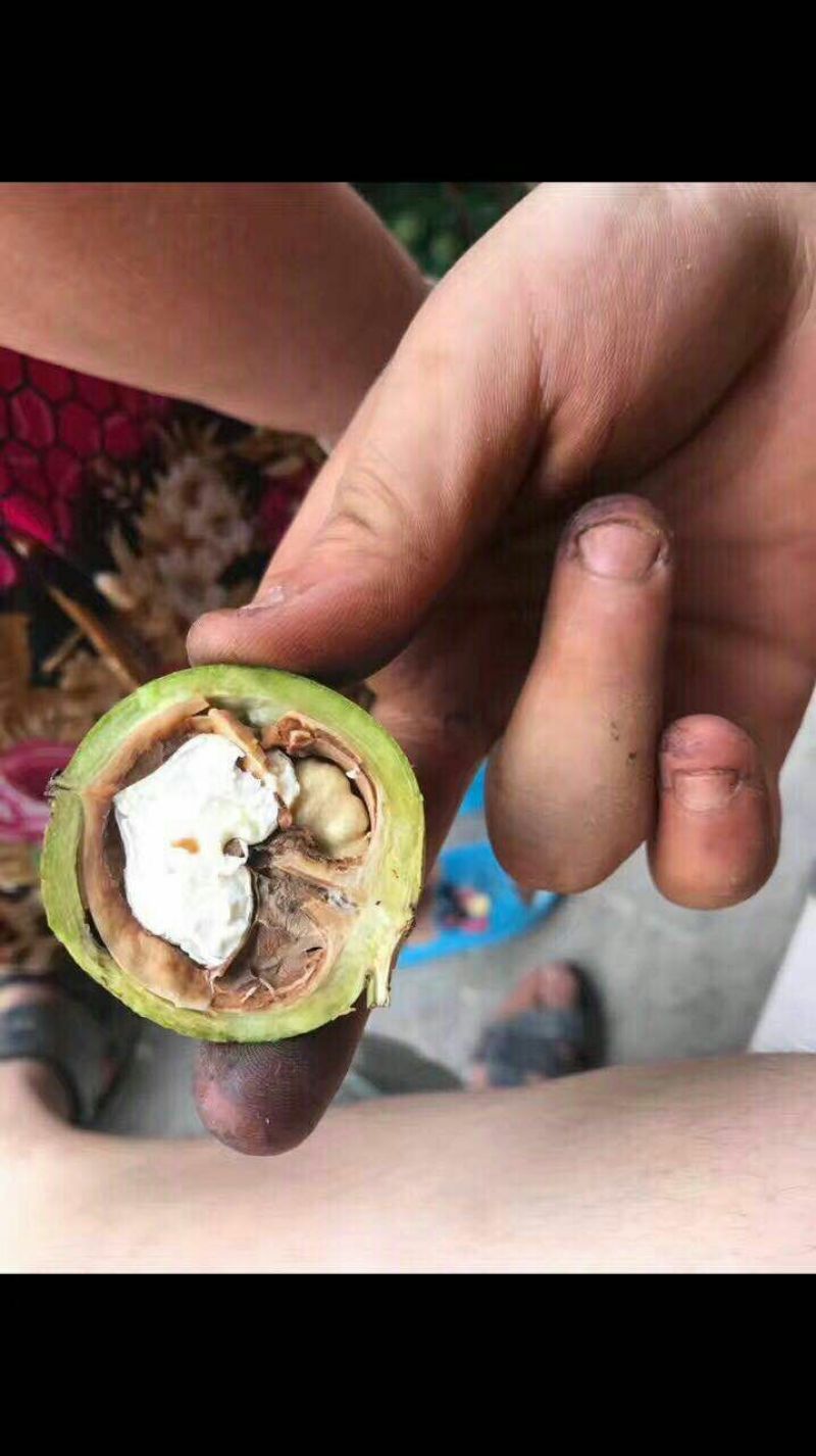 青皮核桃