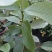 正宗芭乐番石榴苗高60公分结果苗