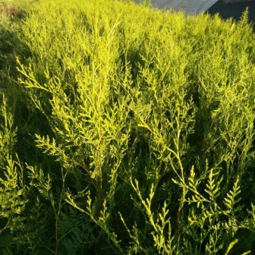 侧柏