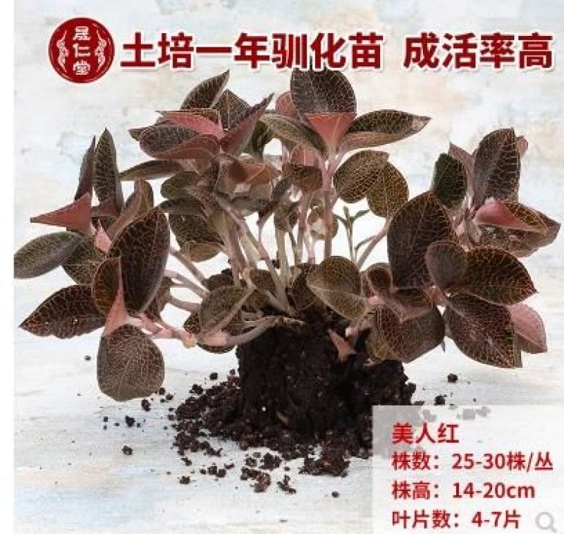 金线莲种子