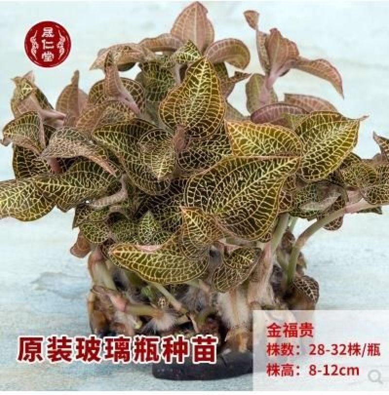 金线莲种子