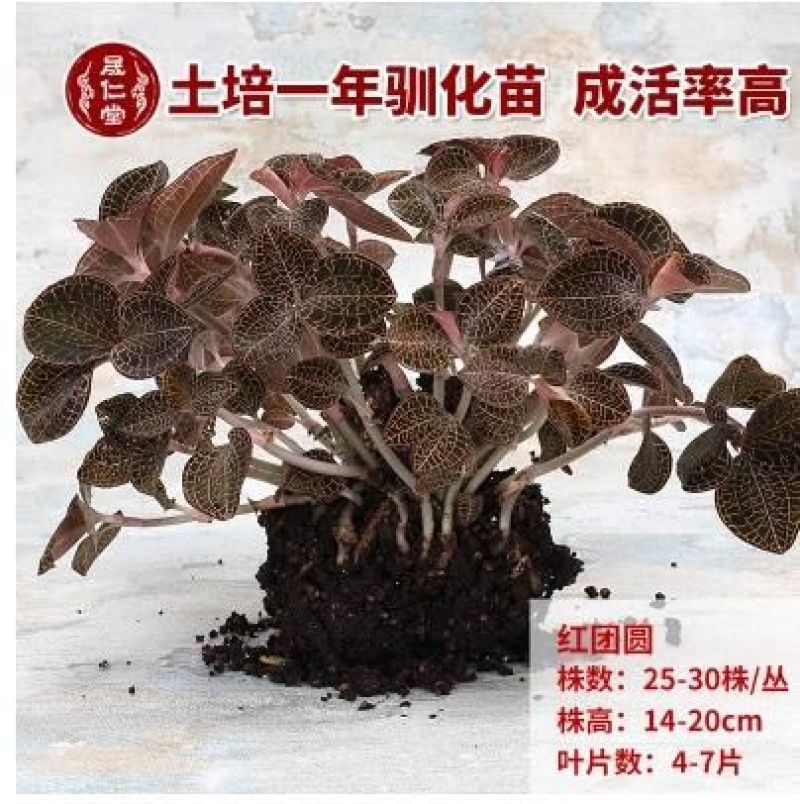 金线莲种子