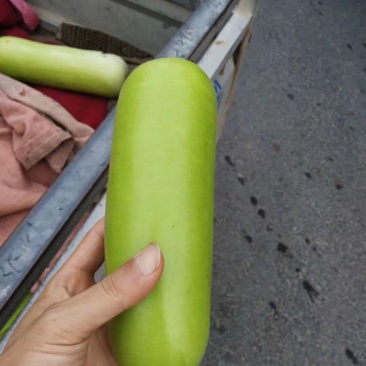 瓠瓜