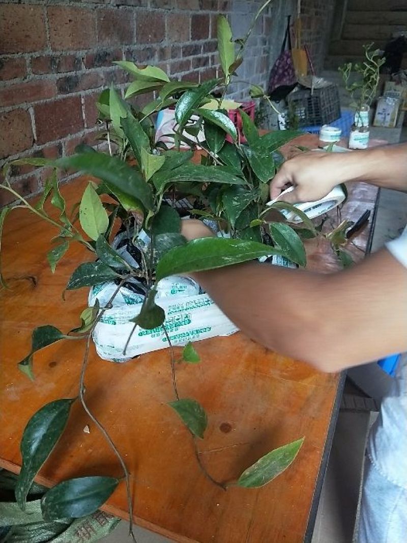 黑老虎苗，布福娜苗，易管理，产量高，爬滕水果品种