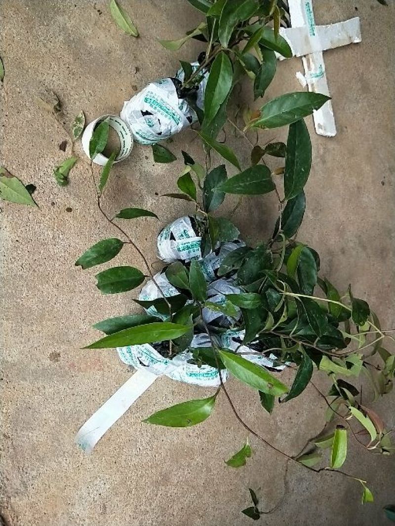 黑老虎苗，布福娜苗，易管理，产量高，爬滕水果品种