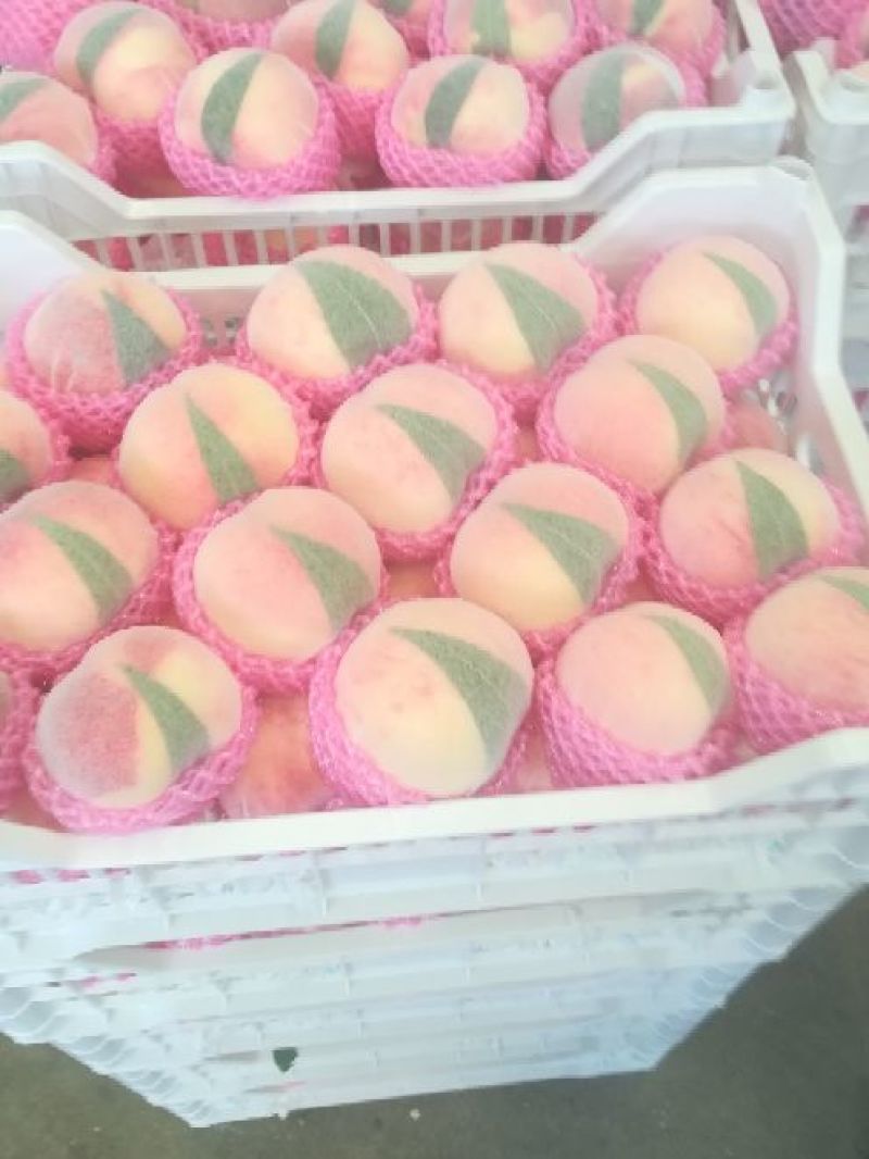 蒙阴蜜桃