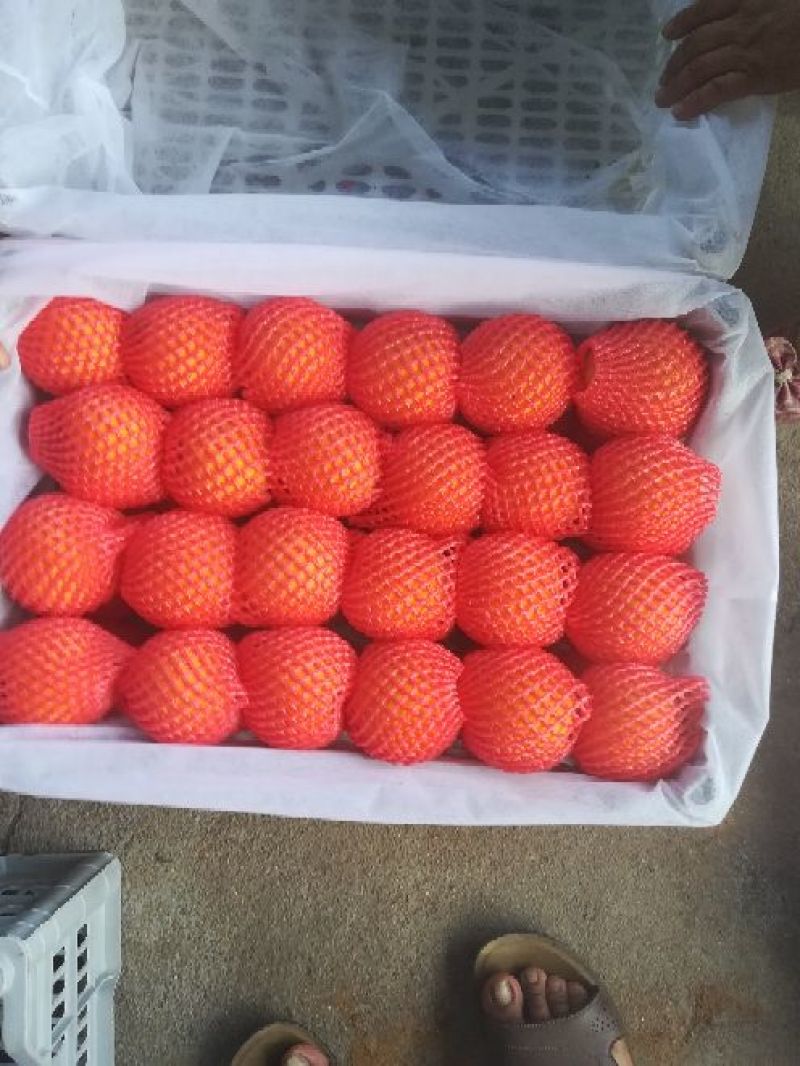 蒙阴蜜桃