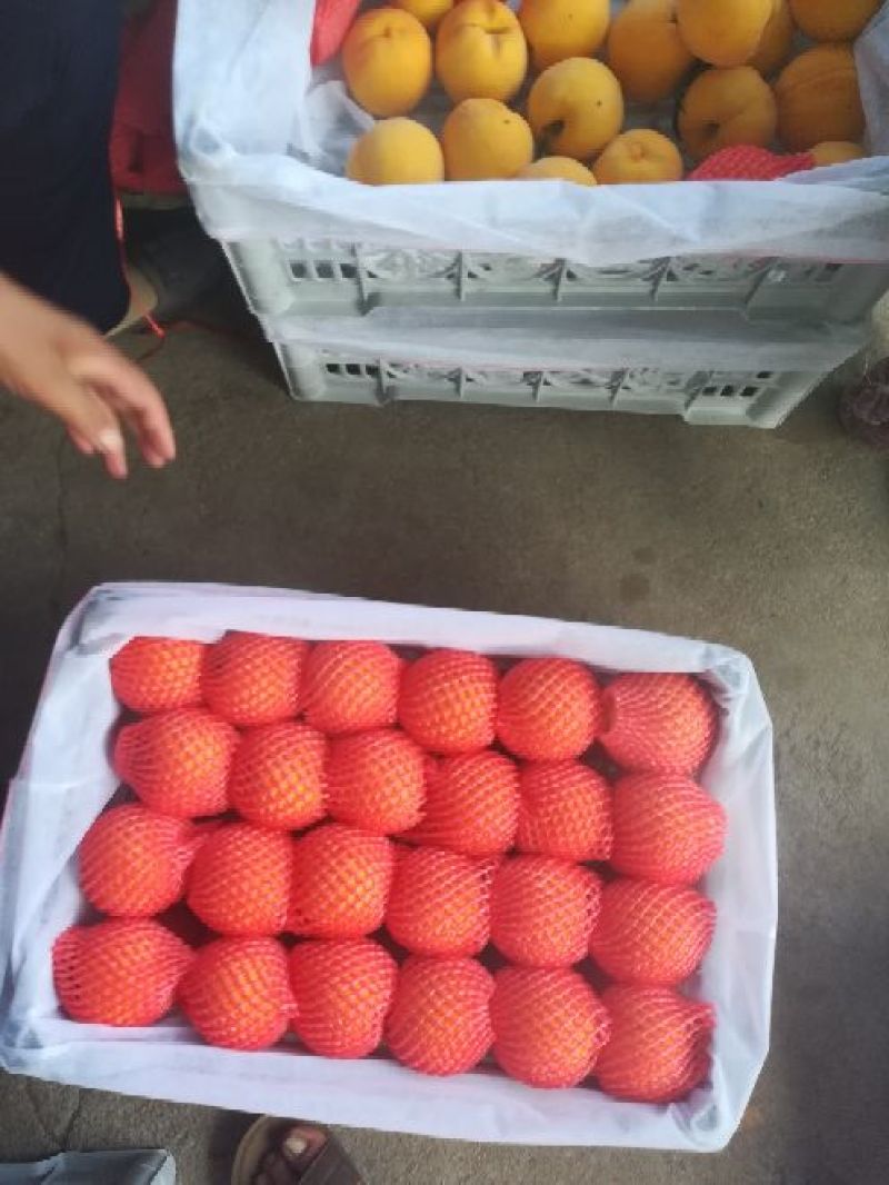 蒙阴蜜桃