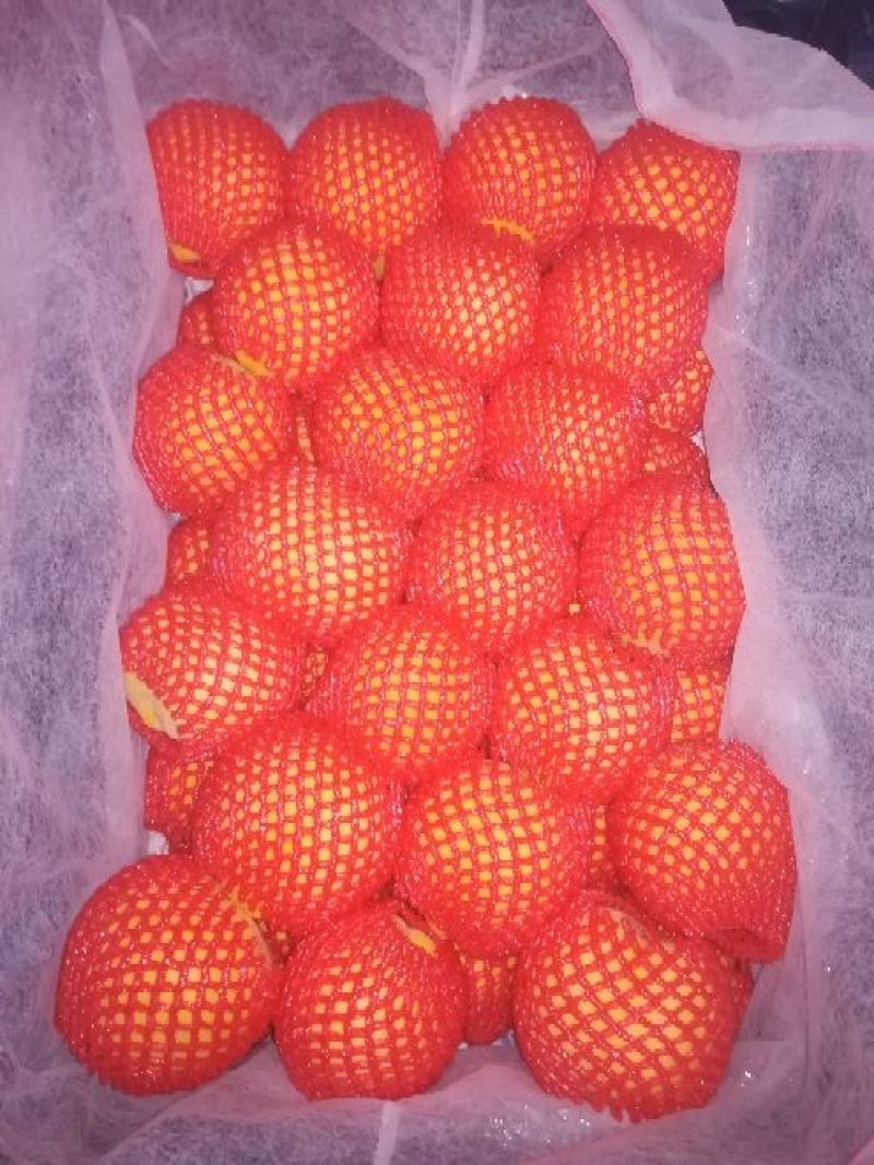蒙阴蜜桃