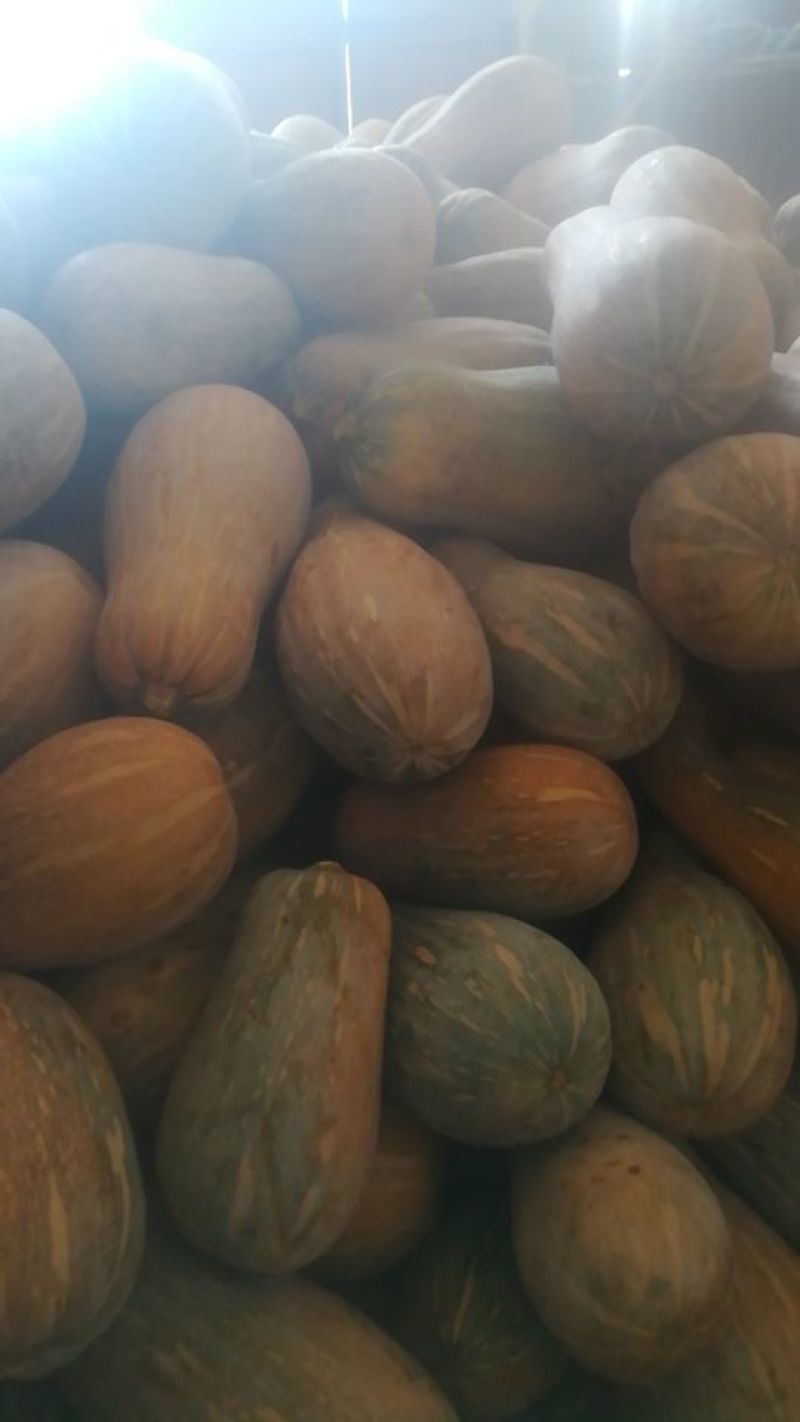 蜜本南瓜大量供应，头批瓜。