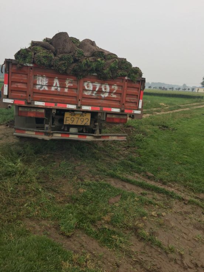 高羊茅