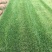 高羊茅