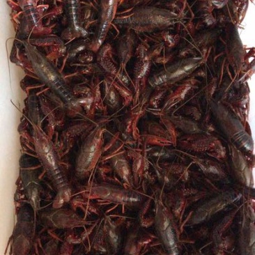 小龙虾6-8钱（30-40克）活虾小龙虾主养