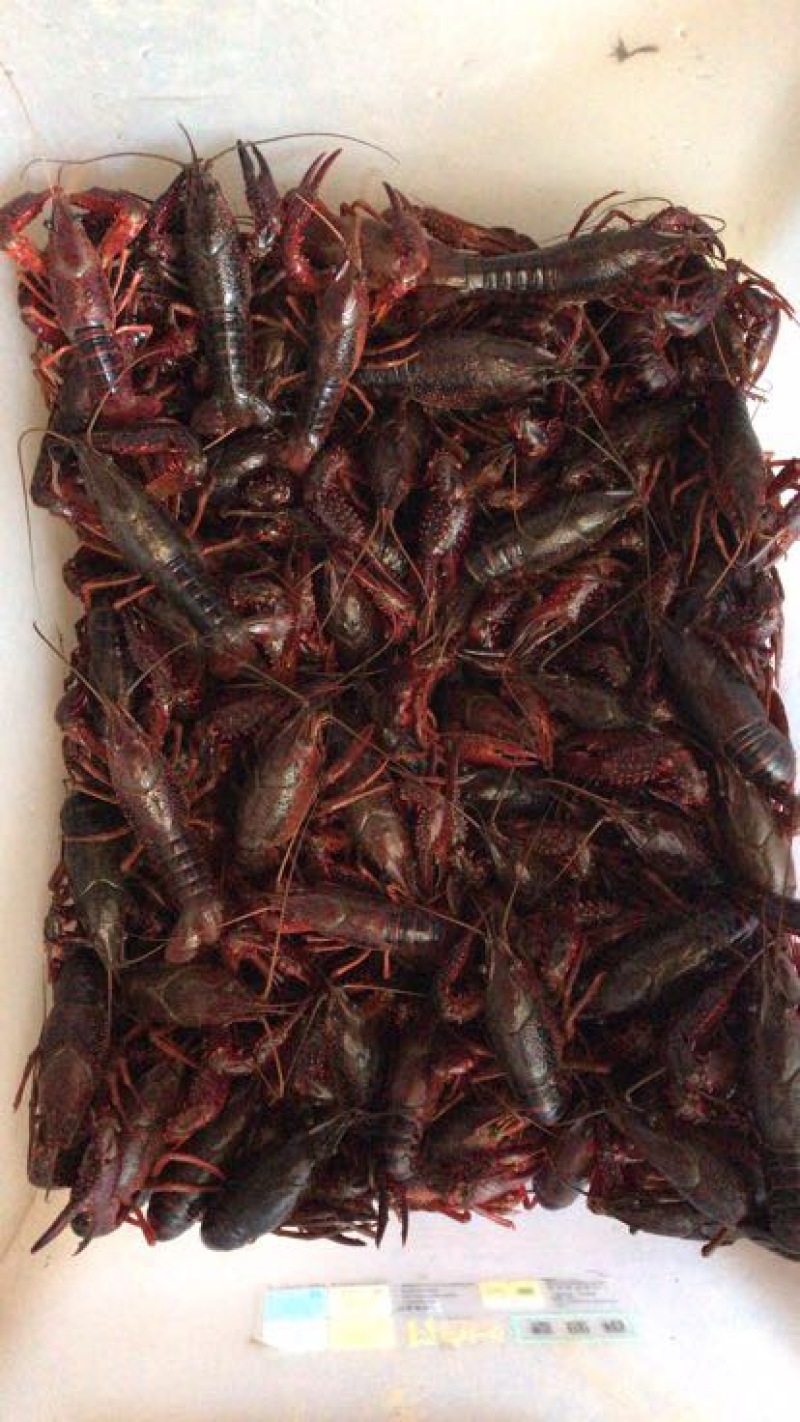 小龙虾6-8钱（30-40克）活虾小龙虾主养