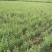 白榆2cm以下4cm以下0.5~1m