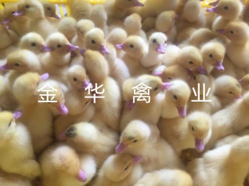 白番鸭苗